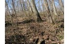 Property photo 27 - 137 Acres in 2 Tracts - 64 Tillable Acres, Potential Building Sites, Hunting